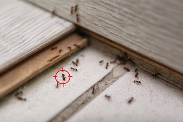 Best Emergency Pest Control  in Porterdale, GA