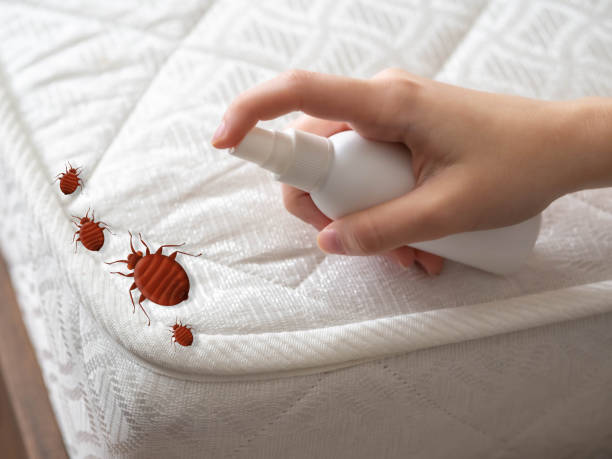 Best Flea Control Services  in Porterdale, GA