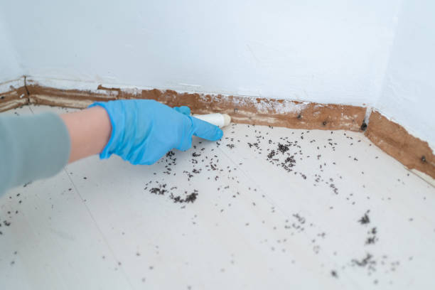 Flea Control Services in Porterdale, GA